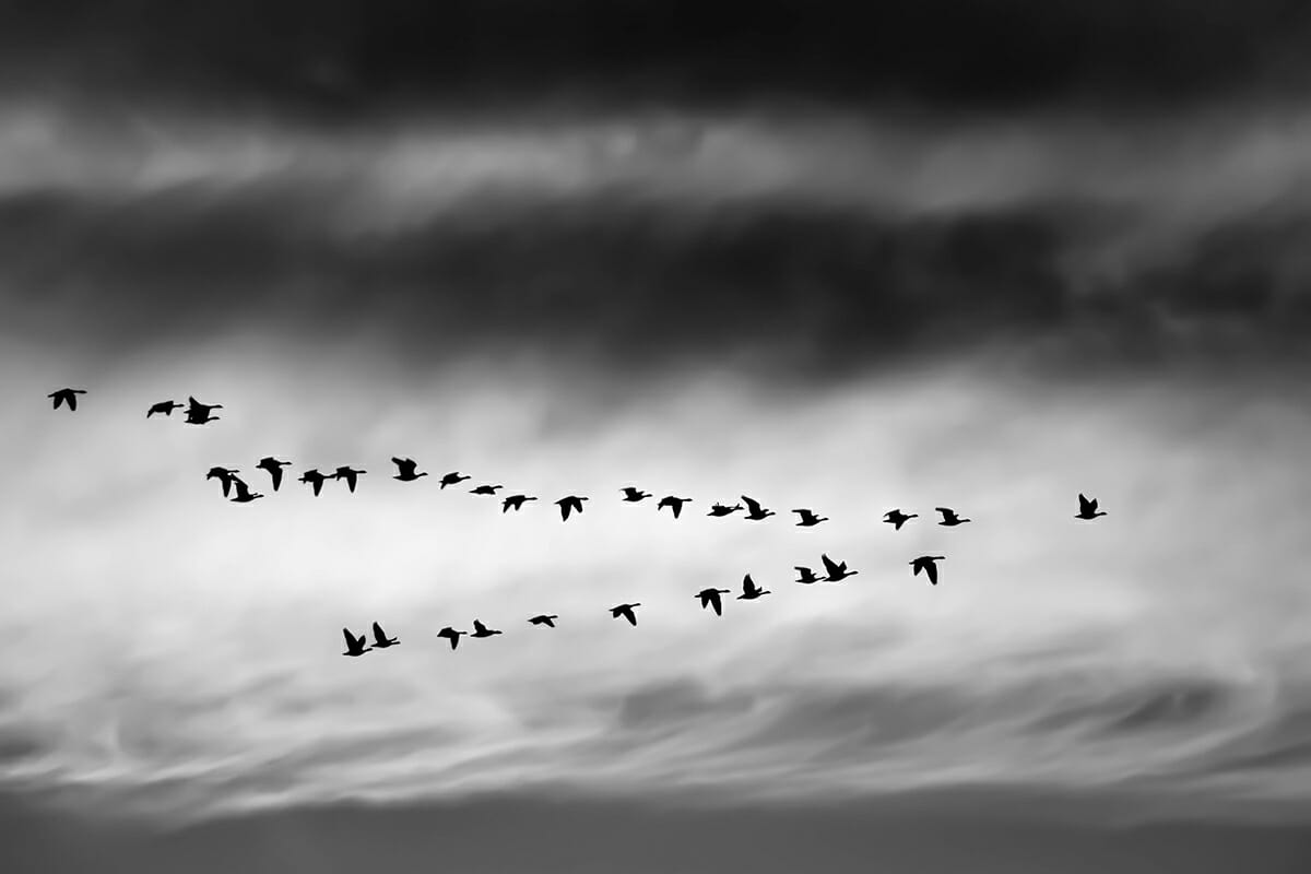 birds_background